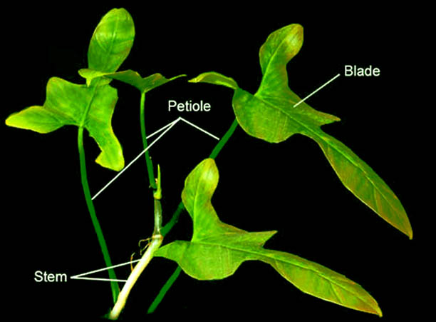 what-is-a-stem-what-is-a-petiole-is-the-support-of-a-leaf-a-stem